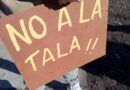 Reclamo vecinal por talado de árboles en la Plaza Sur